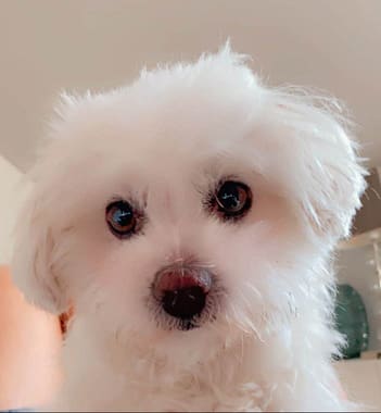 Soin sur animaux Chien