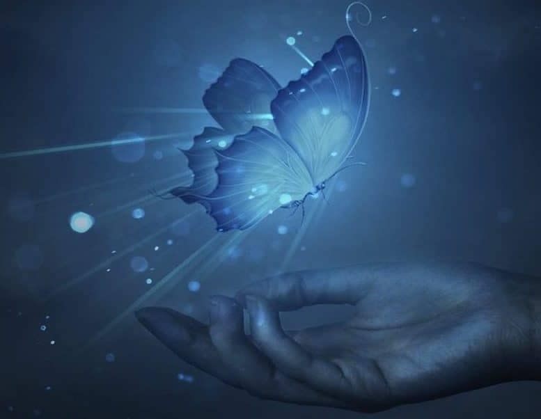 Soin énergétique sur animaux